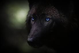 My Wolf Characters Looking For RP's. {I will make their bios once someone choses to have an RP with them} Images?q=tbn:ANd9GcTeAfknHRLG-ORjCU_Aqnz3IBPtGd0LrNxZBYgqWeup7oRDK3l6bg