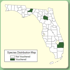Ammi majus - Species Page - ISB: Atlas of Florida Plants