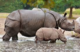 Image result for indian Rhino baby