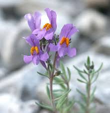 Linaria alpina - Wikipedia