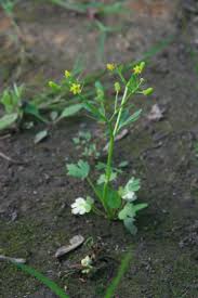 Ranunculus sceleratus - Michigan Flora