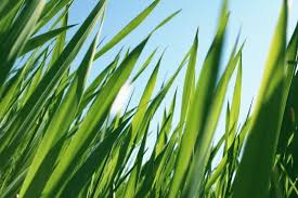 Image result for grass