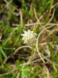 Astrantia minor L., Lesser masterwort (World flora) - Pl@ntNet identify