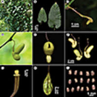 The taxonomic revision of Asian Aristolochia (Aristolochiaceae) V ...