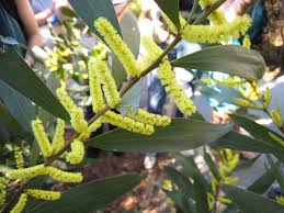 Acacia longifolia - Wikipedia