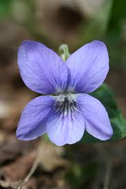 Viola riviniana - Wikipedia