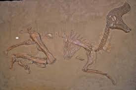 El eosinopteryx, el nuevo fraude de dino-ave en la teoría de la evolución Images?q=tbn:ANd9GcThXuVM2ckteOUdGqymxSeZR4g2hUea-wBXw1HmeSQBJOb6qfPR