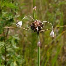 Allium oleraceum (field garlic): Go Botany