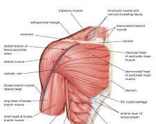 Imagem de Shoulder muscles