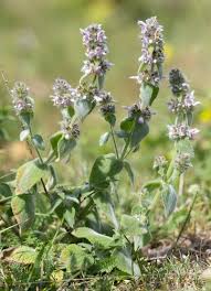 Stachys tymphaea · iNaturalist