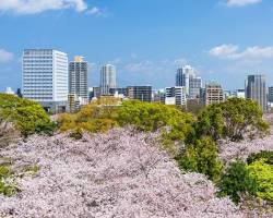 鹿兒島城櫻花的圖片