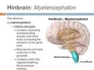 myelencephalon