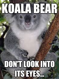 Koala Bear WILL FUCK YOU UP! - Ominous Koala Bear - quickmeme via Relatably.com