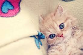 cute cats =) Images?q=tbn:ANd9GcTjIU-RfPyqxdj-autpin_3Abt78Et0sH_5RMS3RmMlZ1lGzhIr