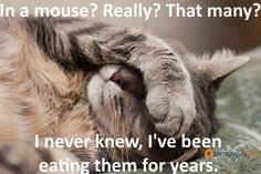 Trim Down Fun on Pinterest | Weightloss, Cat Memes and Canada Day via Relatably.com
