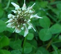 Trifolium repens - Online Virtual Flora of Wisconsin