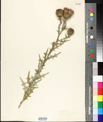 Cirsium spinosissimum - SERNEC