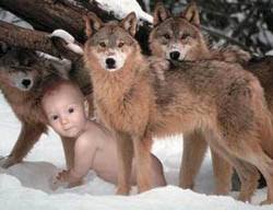 Image result for raised by wolves