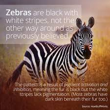What Color Are Zebras? - Smart Meme - Curiosity via Relatably.com