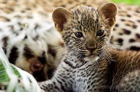 Résultat de recherche d'images pour "leopard noire bebe"