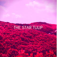 The Star Tulip