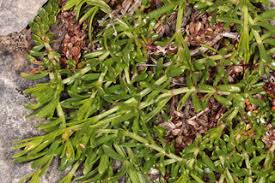 Asperula cynanchica - Squinancywort -- Discover Life mobile