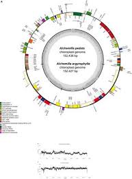 Initial Complete Chloroplast Genomes of Alchemilla ... - Frontiers