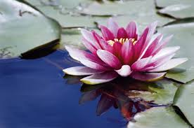 「enlightenment lotus light」的圖片搜尋結果