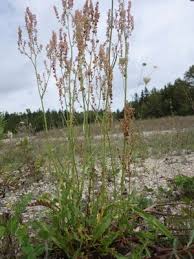 Rumex thyrsiflorus - Michigan Flora