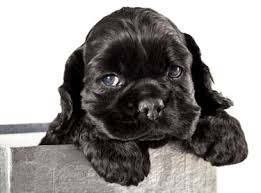 Image result for cocker spaniel puppy image