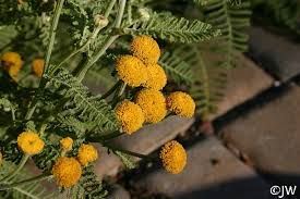 Tanacetum bipinnatum (camphoratum) | California Flora Nursery
