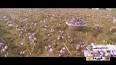 ویدئو برای زعفران قائنات