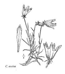 Sp. Campanula excisa - florae.it