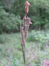Carex buekii - Wikipedia