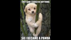 Image result for funny dog pictures with captions