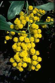 The Commonwealth Floral Emblem, Acacia pycnantha
