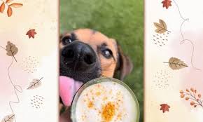 Chewy Eats: Homemade Food For Your Pets