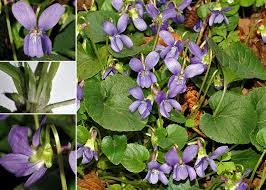 Viola suavis M.Bieb. subsp. suavis - Sistema informativo sulla flora ...