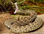 rattlesnakes