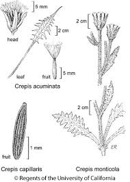 Crepis capillaris