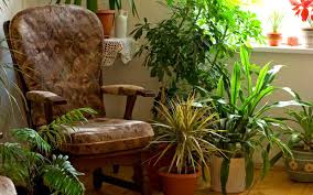 Image result for pictures of potted plants in our homes