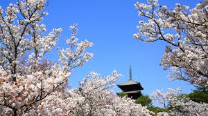 「仁和寺　桜　」の画像検索結果