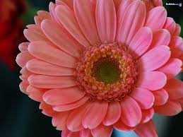 Image result for nature photos flowers