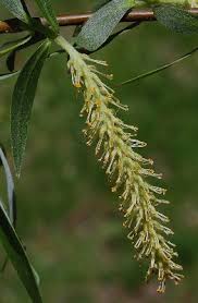 Salix euxina - Michigan Flora