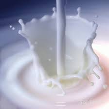 Image result for susu kambing