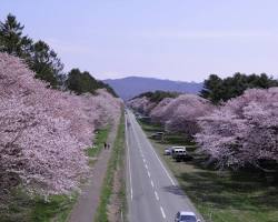 日高二十間道路櫻花的圖片