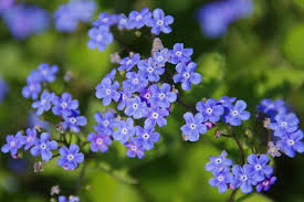 Resultado de imagem para flor azul