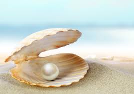 Image result for oyster and pearl shell