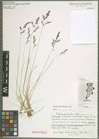 Isotype of Festuca picturata Pils [family POACEAE] on JSTOR