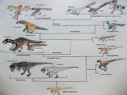 Did chickens evolve from T-Rex? - Quora